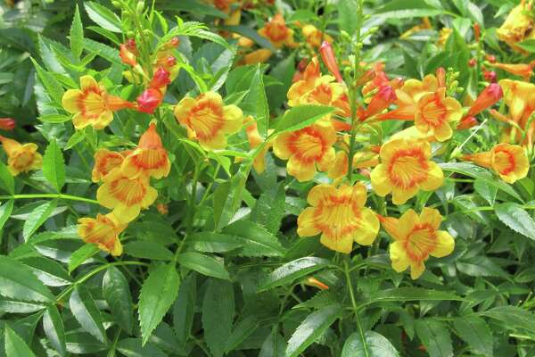 Esperanza: Heat-loving garden favorite shows new colors ...