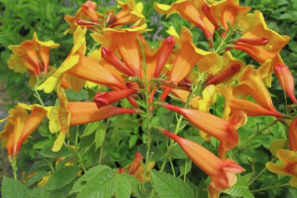 Esperanza: Heat-loving garden favorite shows new colors ...