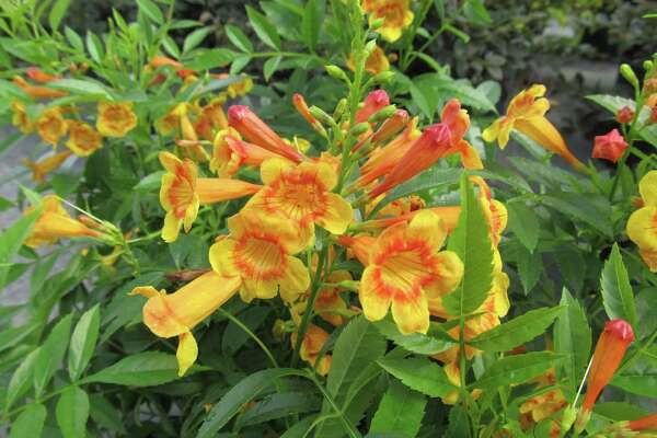 Esperanza: Heat-loving garden favorite shows new colors ...