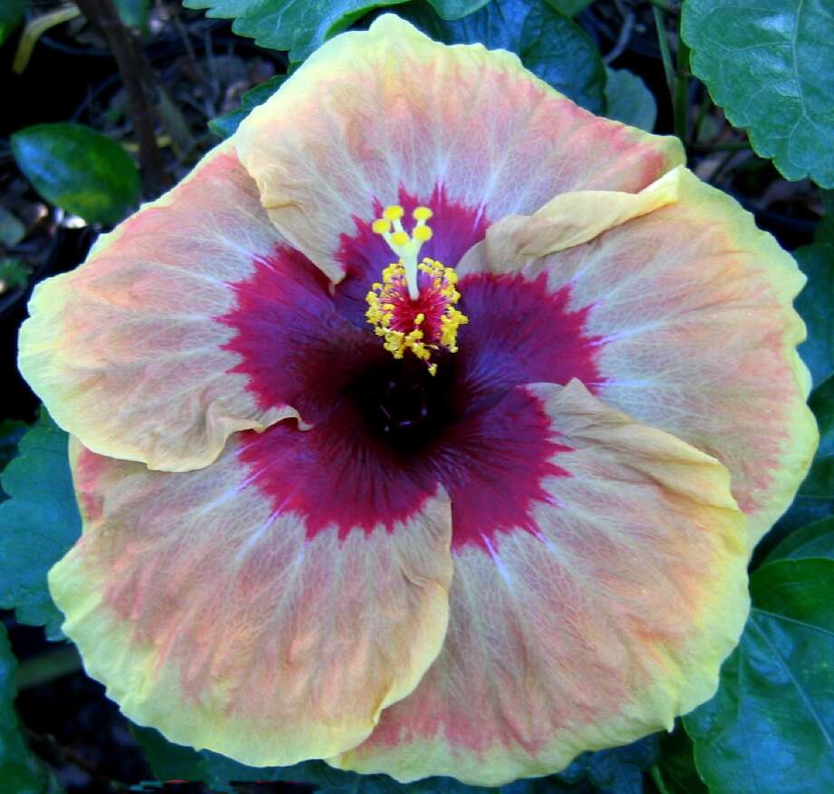 Hibiscus troubles may be disorder not disease - Houston ...