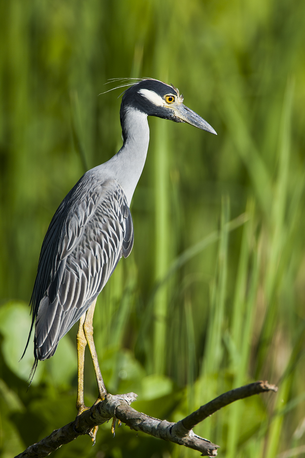 Buffalo Bayou teems with wildlife