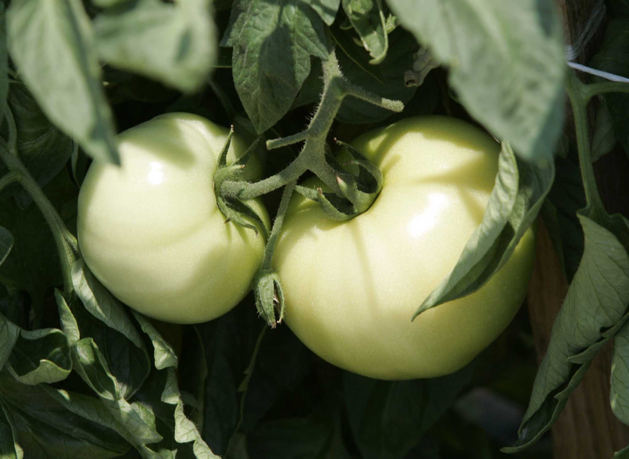 Time to plant tomatoes for fall