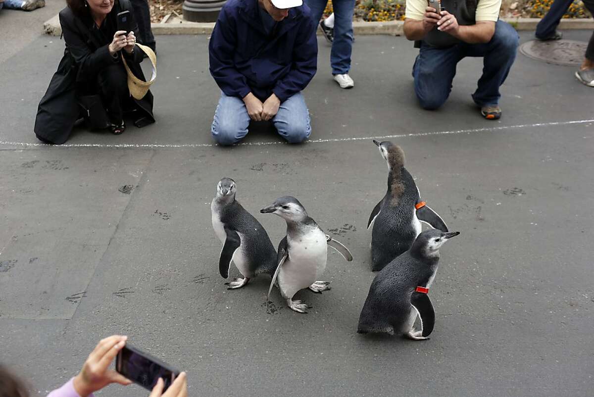 Zoo's baby penguins march their way home
