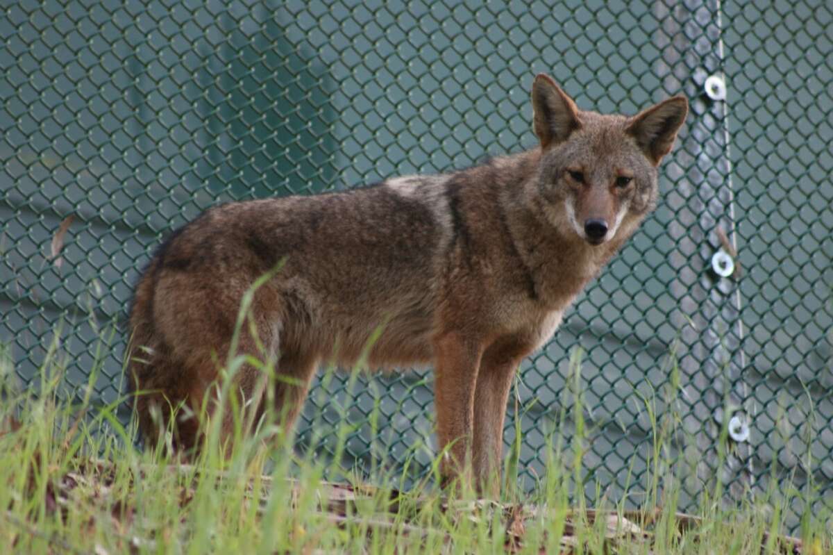 This coyote was in San Francisco's McLaren Park, south of Mansell Street -- the green background is one of the big water tanks in the area