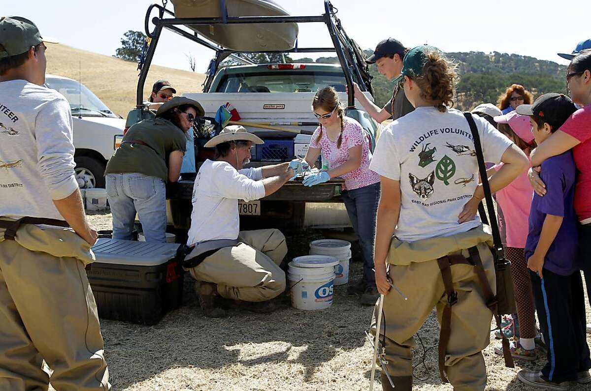 The study team, biologists, interns and volunteers gather data from the turtles, on Wednesday July 24, 2013, in Clayton, Calif. Wildlife Biologist David "Doc Quack" Riensche with the East Bay Regional Park District is leading a plan to save endangered Western Pond Turtles, placing tiny antennas on their shells so scientists can track the reptiles and learn more about them.