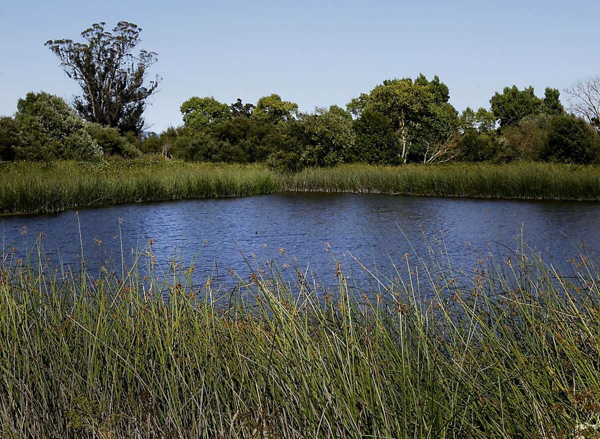 Laguna de Santa Rosa Trail: Birder's paradise with a Sebastopol option