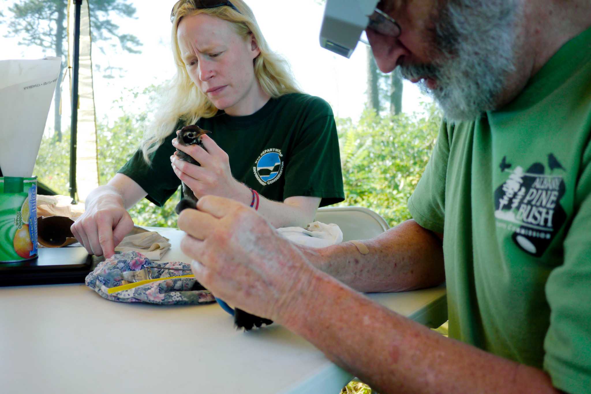 Bird banding part of international study Times Union
