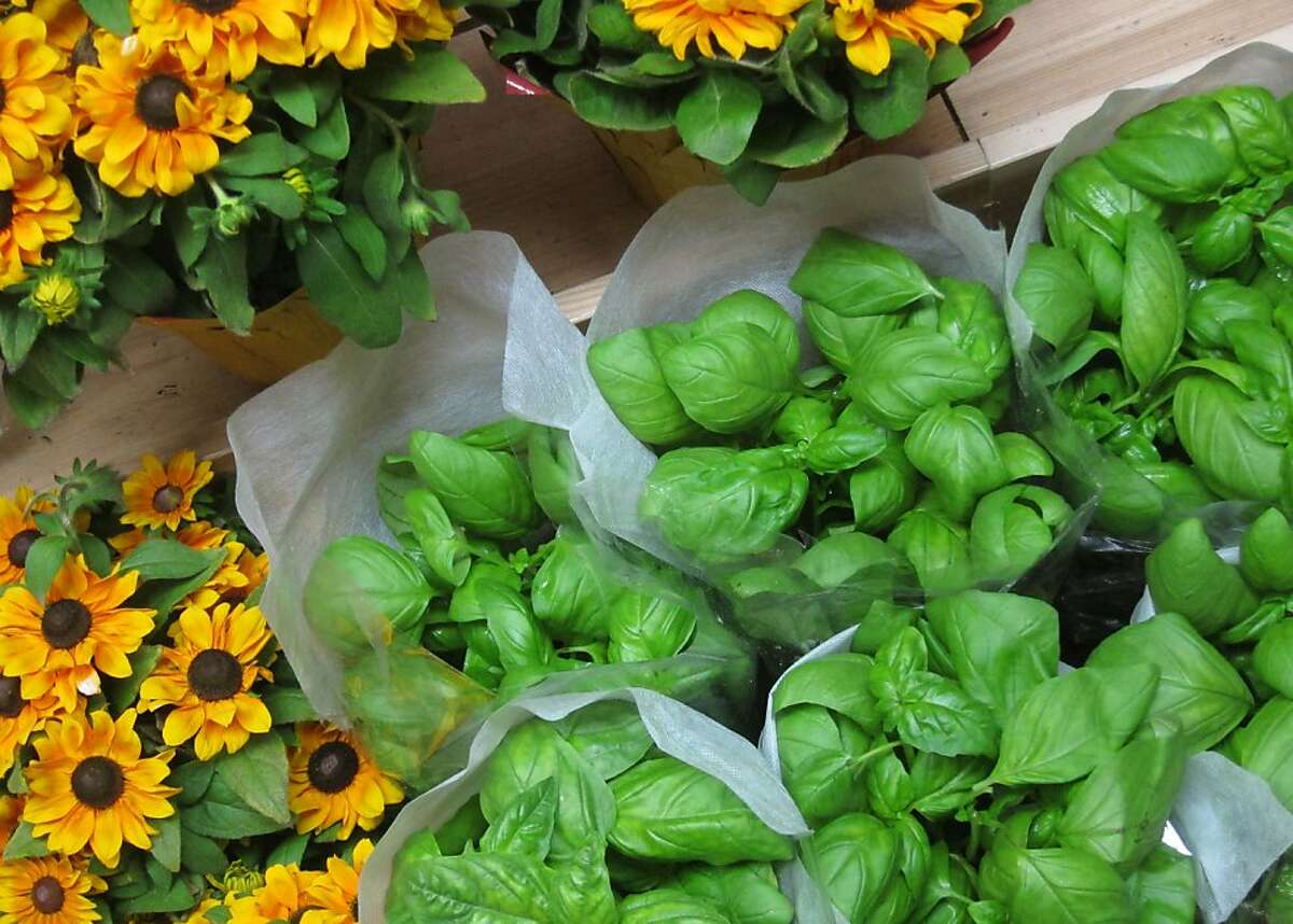 Basil plants sold in containers at groceries have become a popular choice for cooks. Examine the plants before you buy and reject ones with insects on them.