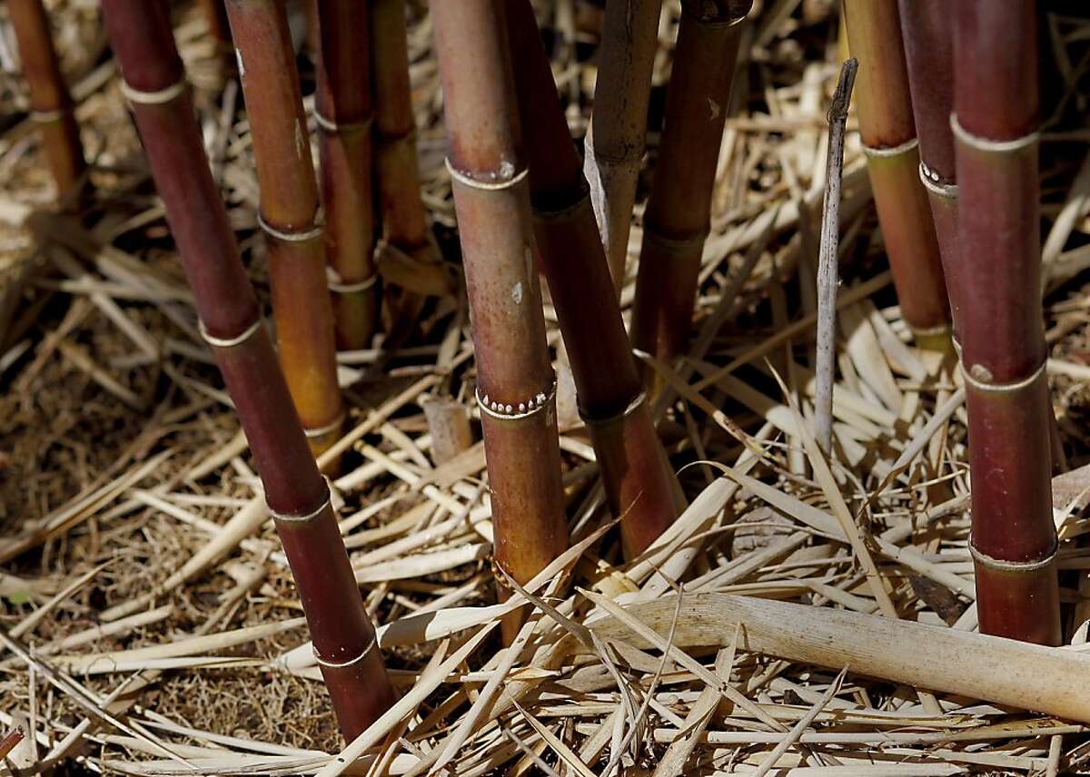 Bamboo is nature's own shoot'emup