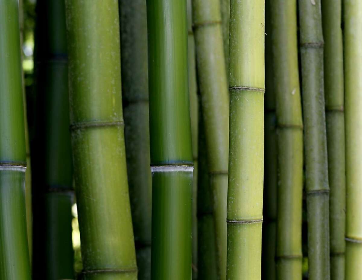 Bamboo is nature's own shoot-'em-up