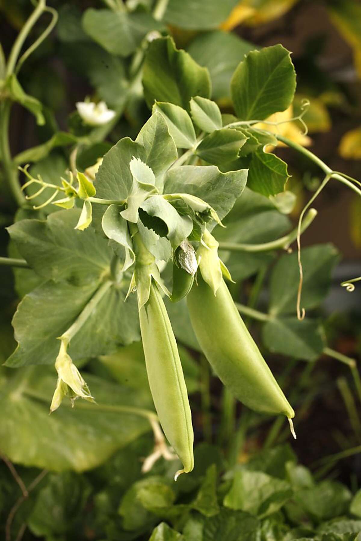 August garden essentials