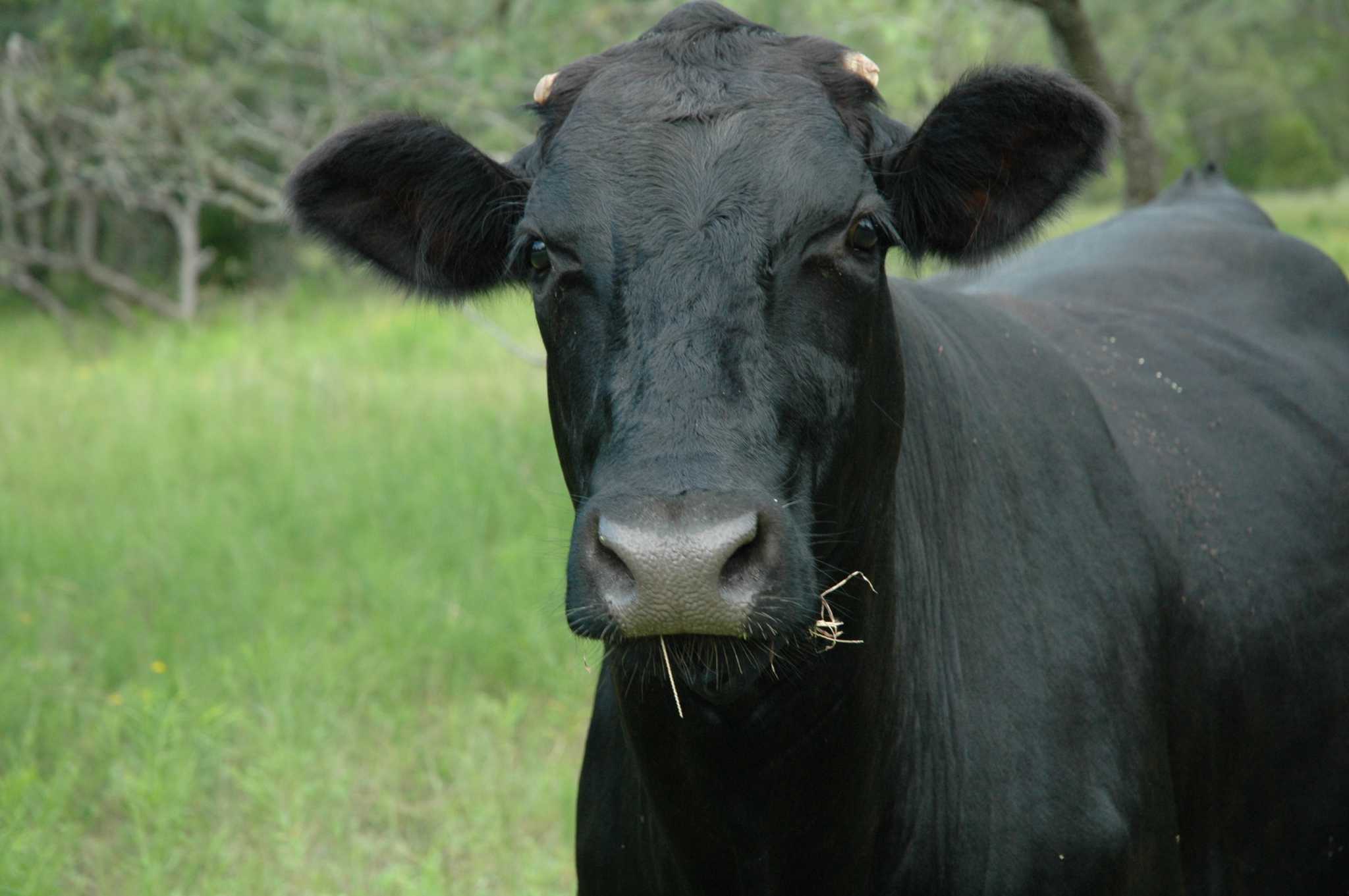 Texas cattle rustlers staying ahead of team assigned to catch them