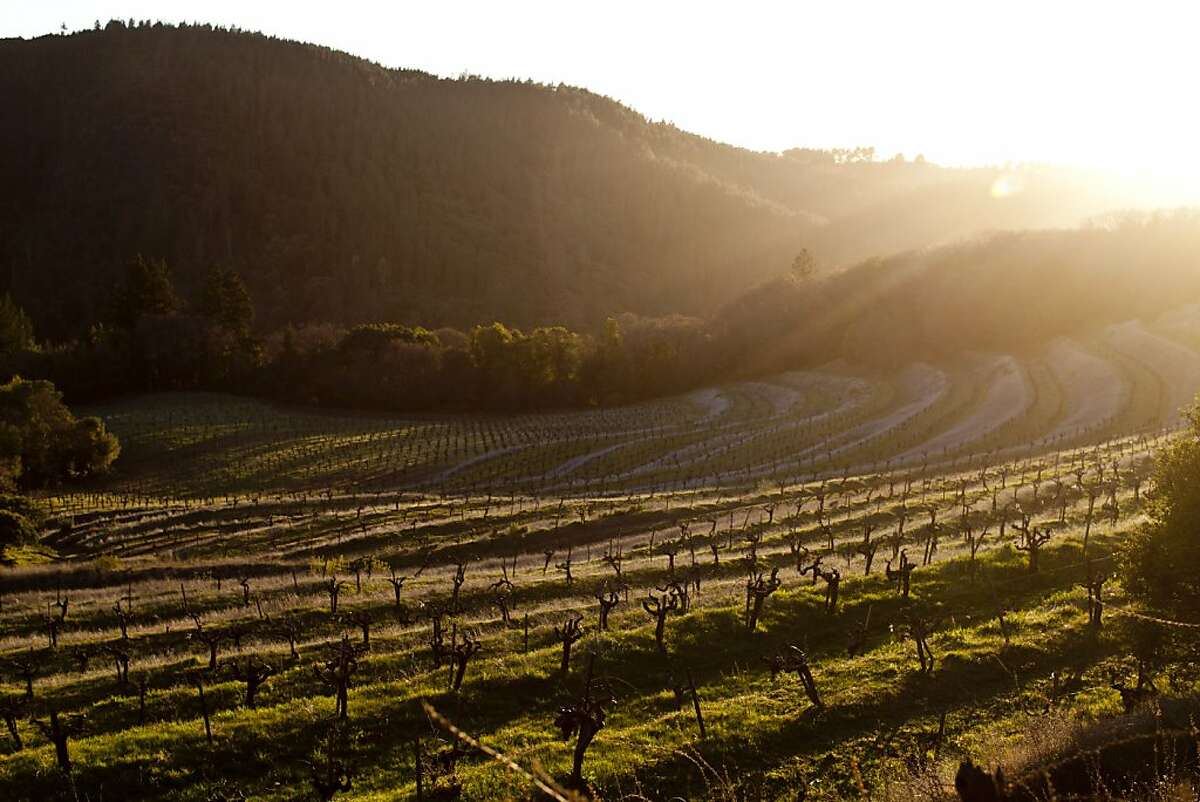 Vines at Mayacamas Vineyards on Mount Veeder.