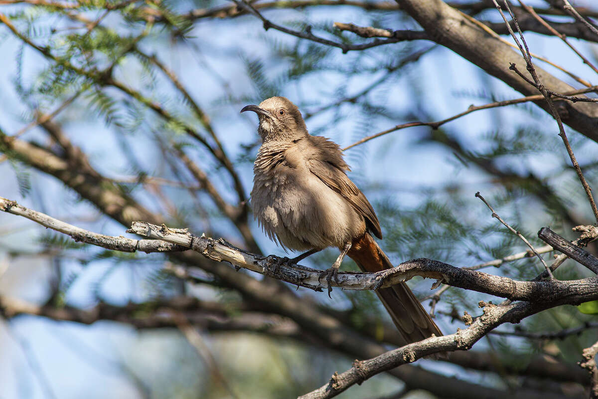 Crissal thrashers is secretive and hard to find in Big Bend National Park. It is always one of the "most wanted" birds for birdwatchers in the park. Photo Credit: Kathy Adams Clark. Restricted use.