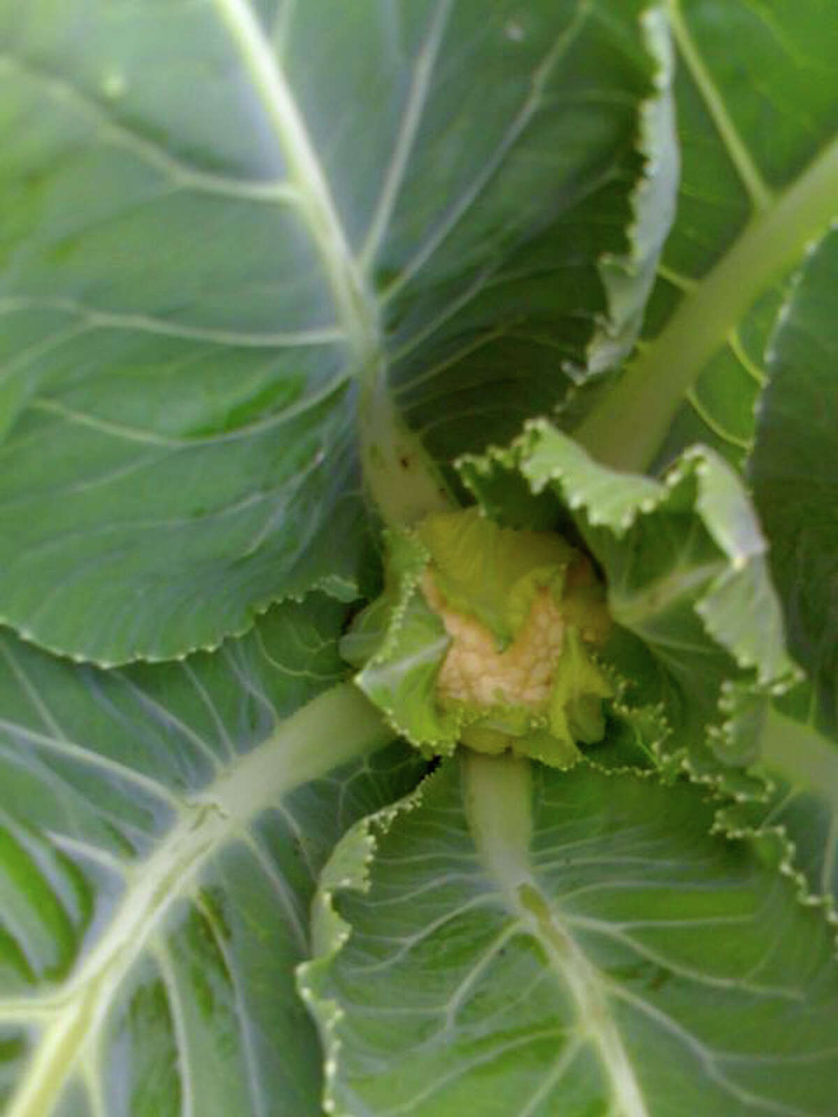 A cauliflower head begins to form in the cool-season vegetable garden.