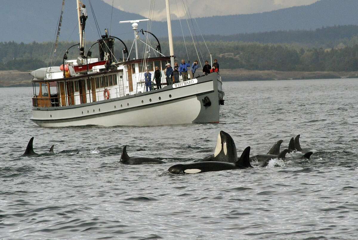 Puget Sound orcas 'distinct,' remain endangered