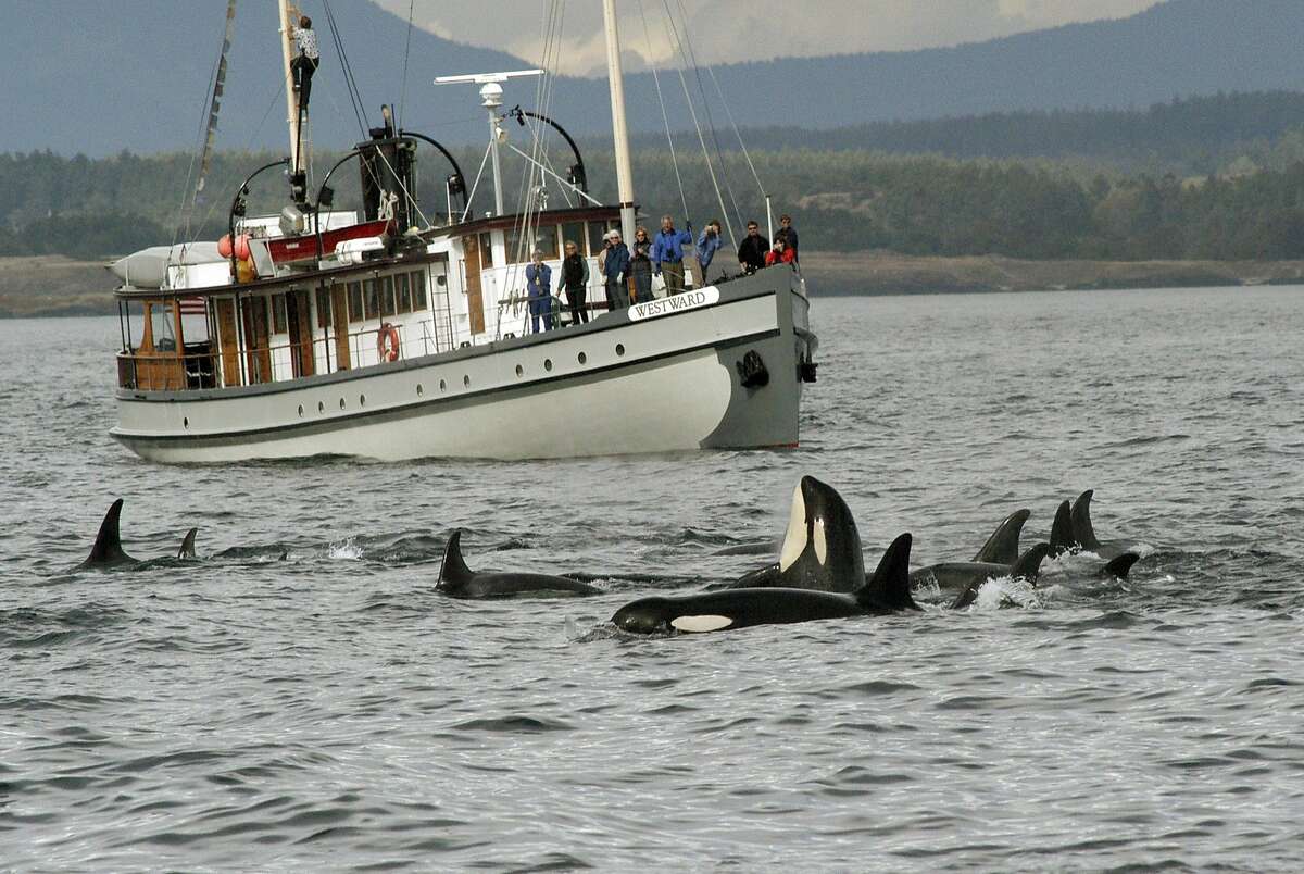 FILE - This undated image provided by the Center for Whale Research shows a whale-watching boat passing a pod of orca in Puget Sound, Wash. Killer whales that spend their summers in Puget Sound are a distinct population group and will remain protected under the Endangered Species Act, the National Oceanic and Atmospheric Administration announced Friday Aug. 2, 2013.(AP Photo/Center for Whale Research, David Ellifrit, file)