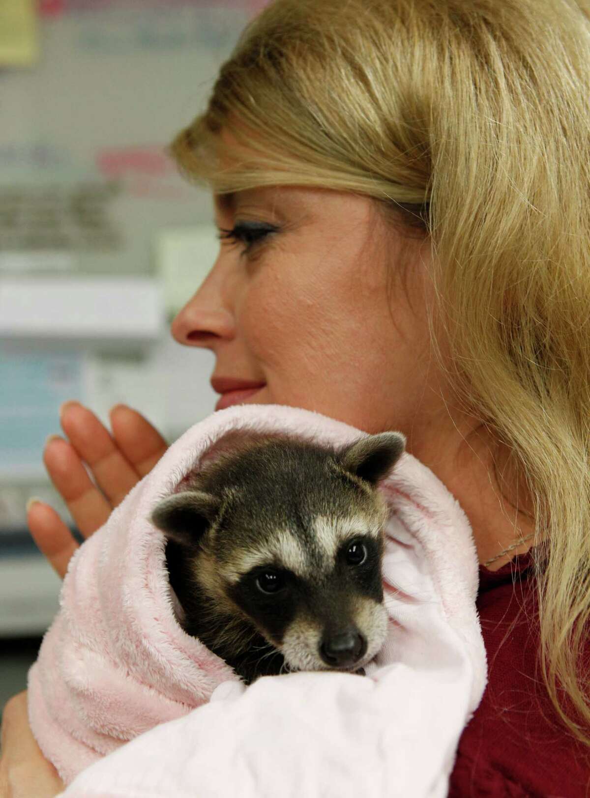 Raccoon trained to steal? Houston Zoo says they�re smart