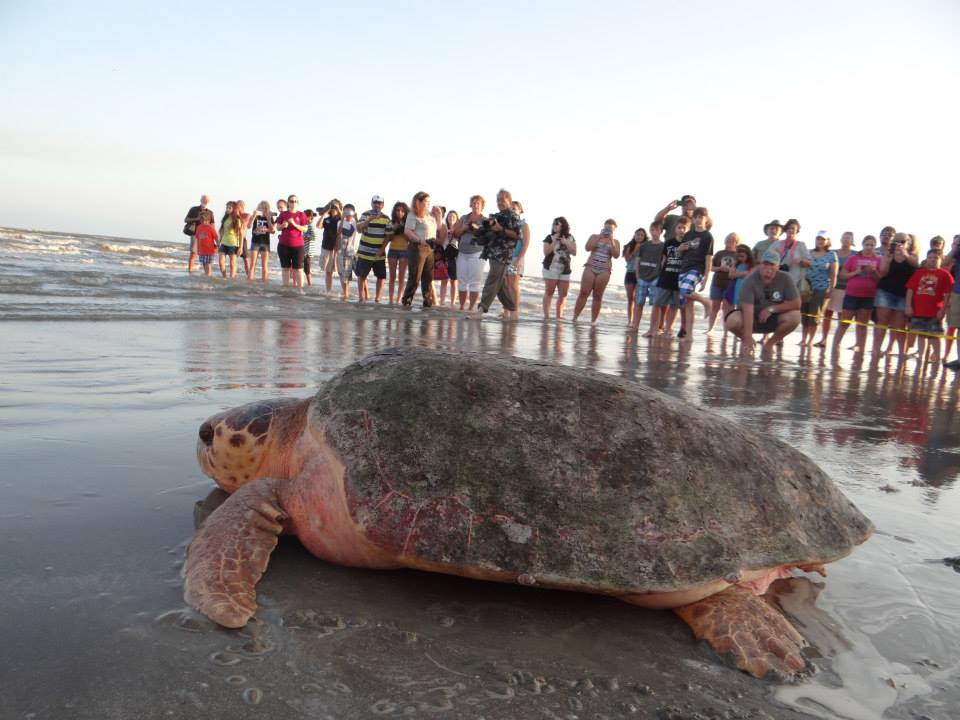 Crowds watch as rescued 300-pound turtle returns to Gulf