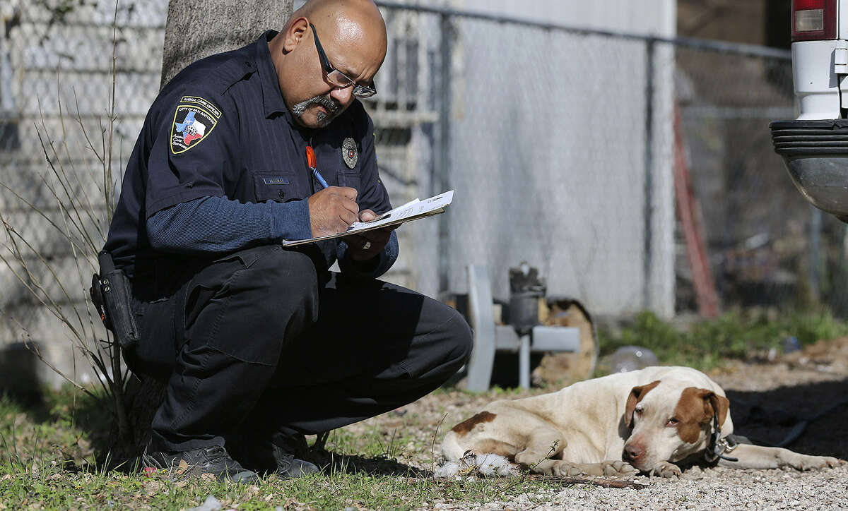 Thousands of unleashed, unloved animals roam S.A. streets
