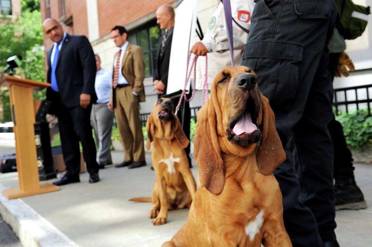 DA gets tougher on animal abuse