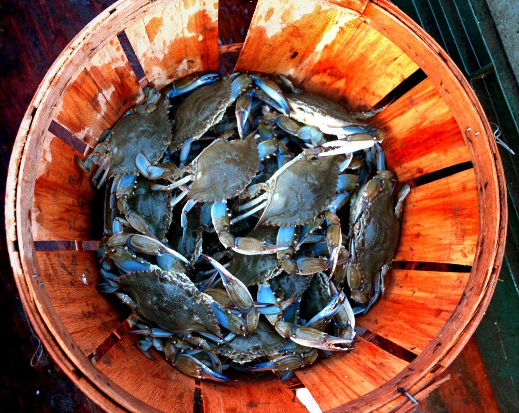 Crabbing is a tasty introduction to Texas coast