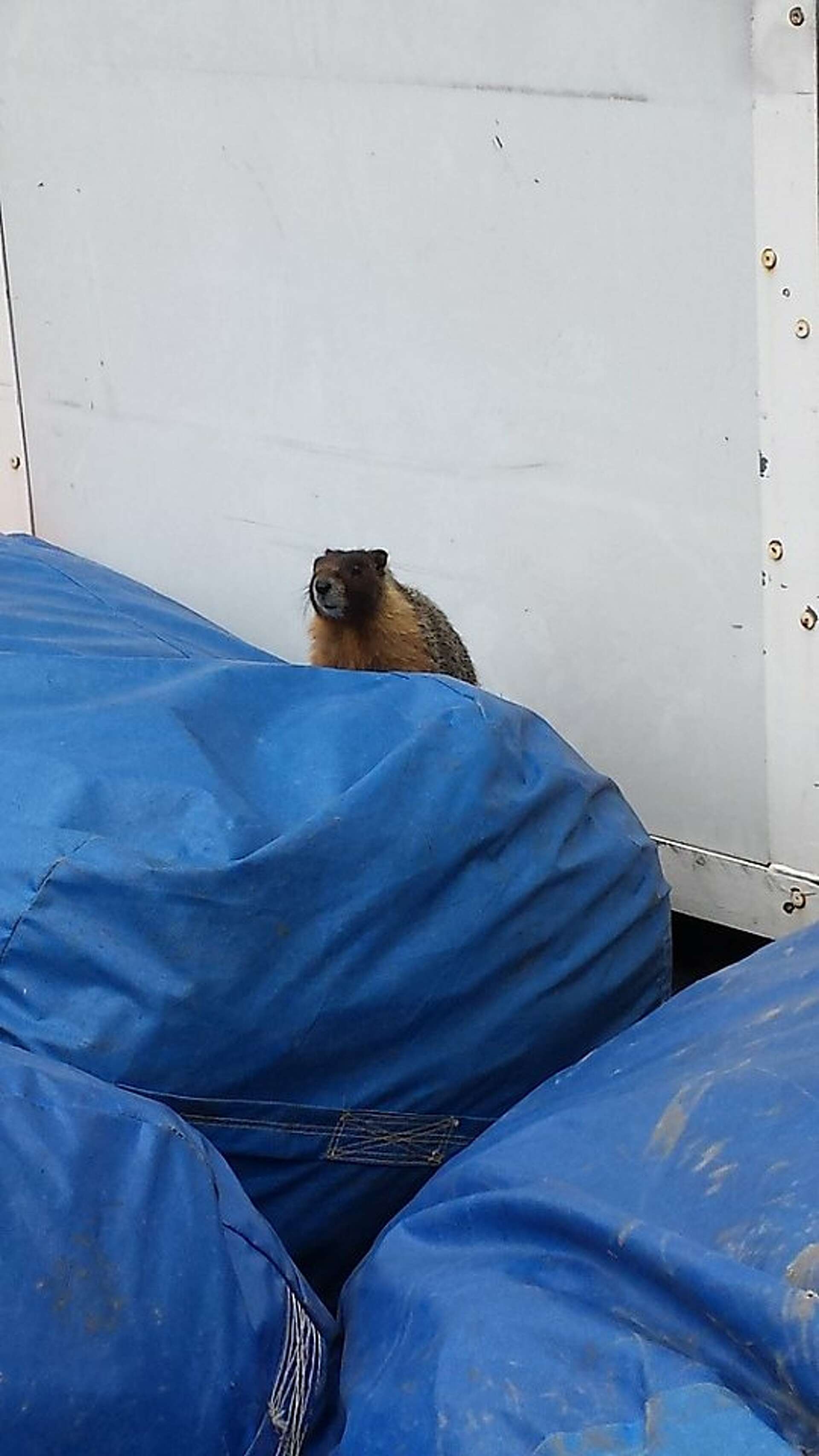 Marmot lost in S.F. finally rescued