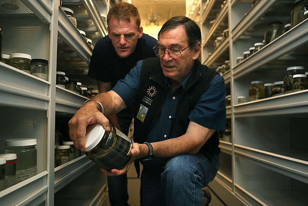 Curator and chair of herpetology Bob Drewes (front) shows Dr. Matt Lewin (behind) a forest cobra in the herpetology collections room at the California Academy of Sciences in San Francisco, Calif., on Friday, August 2, 2013. The rooms carry the third largest collection of reptiles in the world.