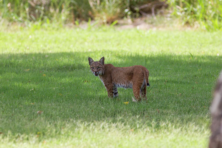 Bobcats are rare and treasured sights Houston Chronicle
