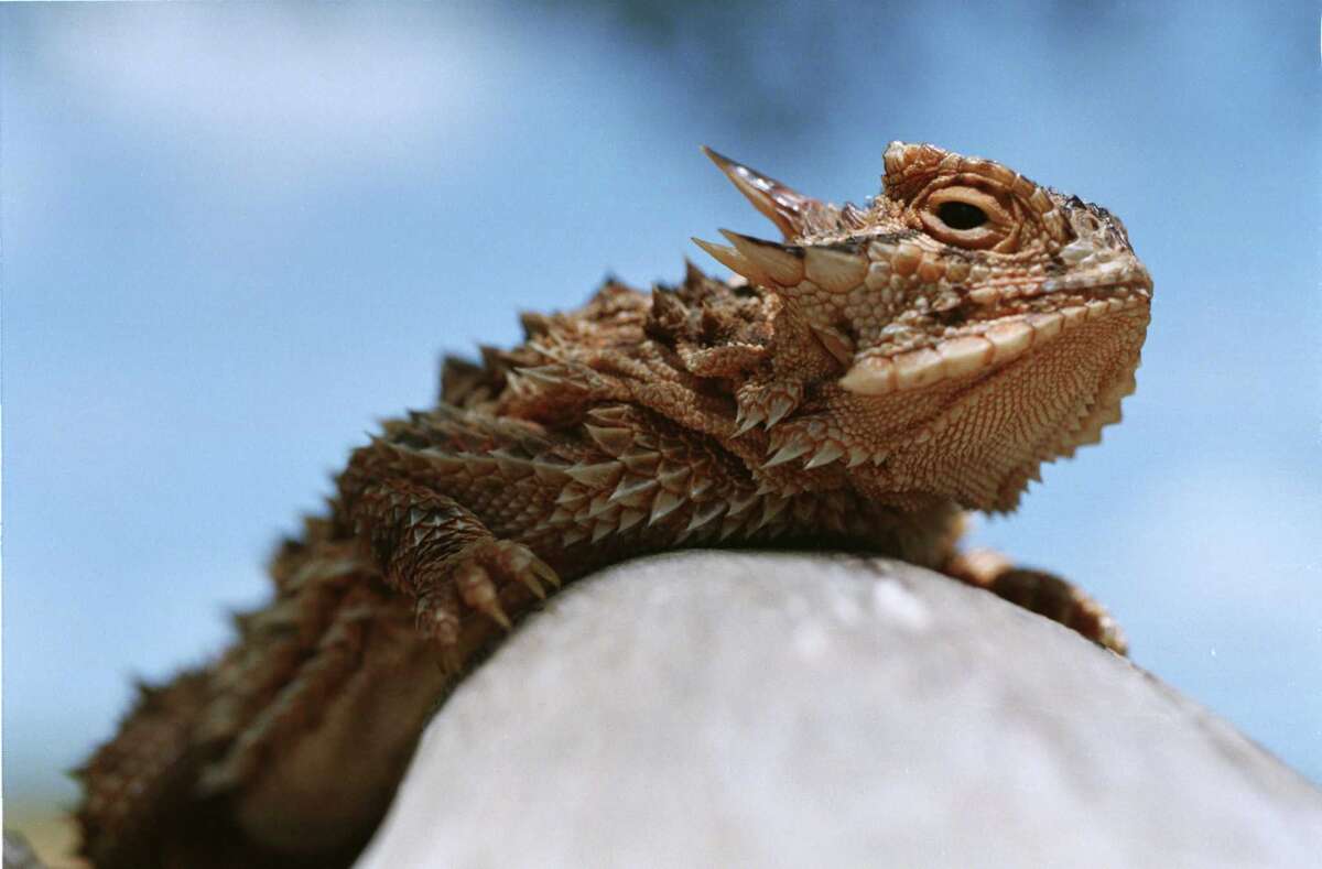 Biologists discover why Texas' 'horny toads' are so um, 'horny'