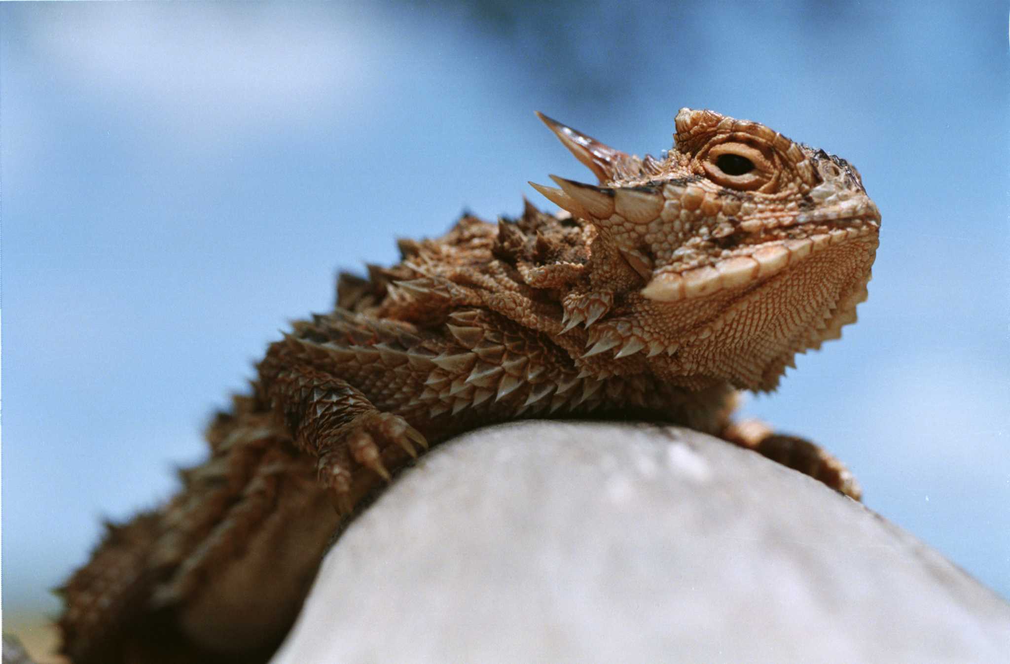 Lizard short essay picture