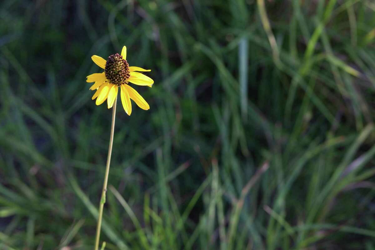 Rudbeckia texana. Conservancy groups are making a desperate final attempt to save a rare virgin tall-grass prairie in Deer Park. According to Jennifer Lorenz, of the Bayou Land Conservancy, corporate deals to preserve the unusually biodiverse prairie and create an education center there have been moving far slower than the real estate market. If the conservancy can't raise $4 million by Aug. 20, the 53 acres, untouched by plow or bulldozer, will be scraped to make room for 201 houses.