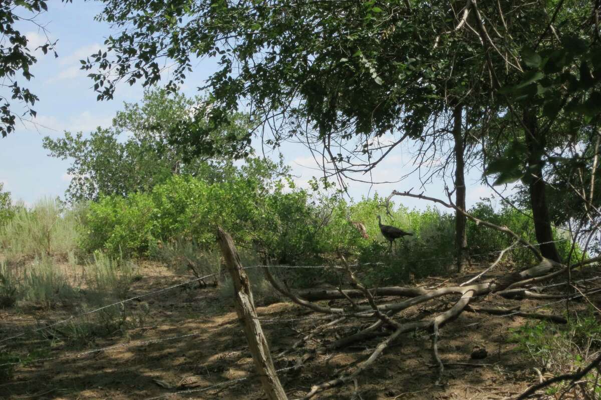 Beauty, beasts dominate little