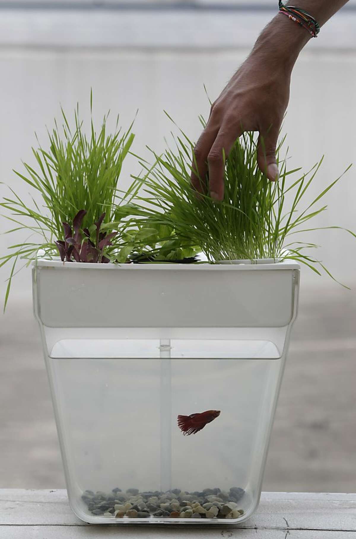 Back to the Roots' fish tank-herb garden combo