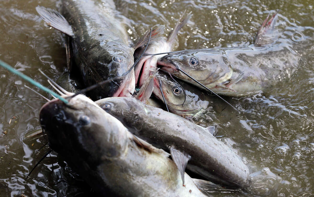 Neighborhood 'fishin' a delight of S.A. South Side