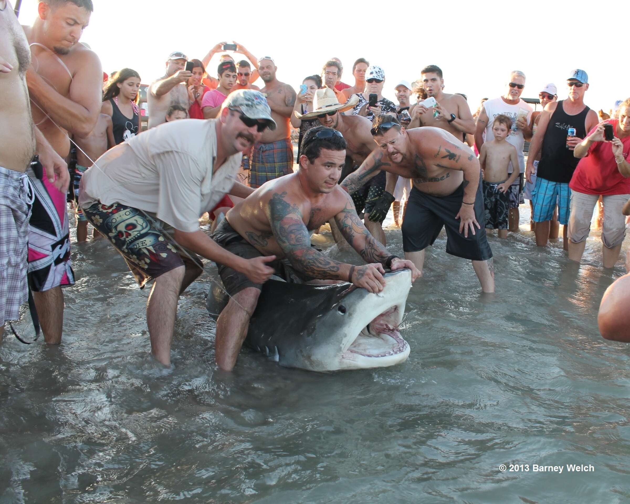 Huge tiger shark caught off beach near Corpus Christi