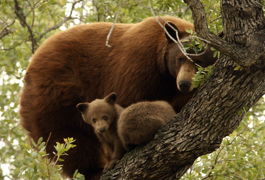 Bear tails. Калифорнийский бурый медведь. Big Bear California