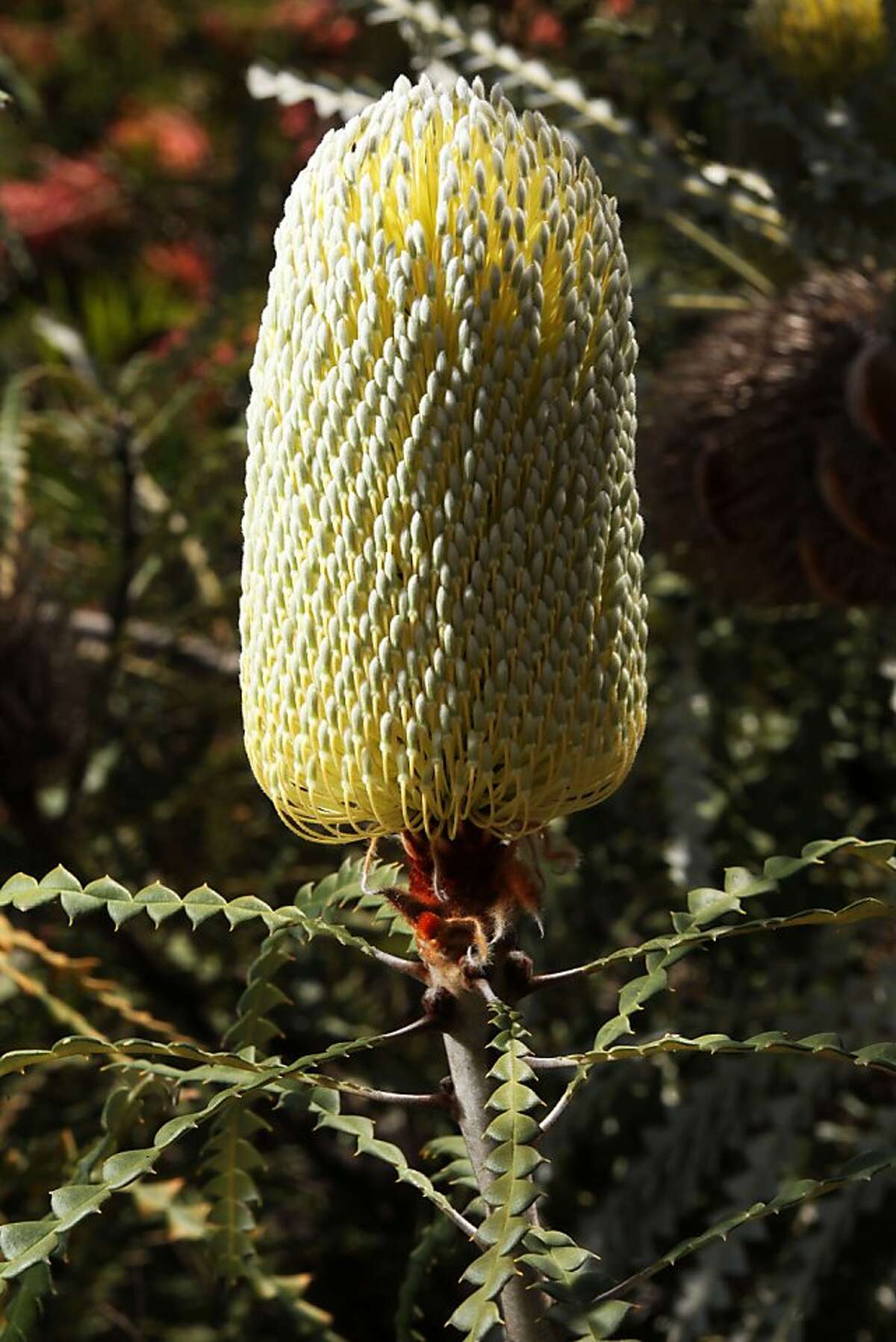 Little-known UC Santa Cruz Arboretum