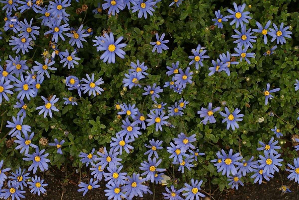 Blue Daisy With Eye Catching Variegated Foliage