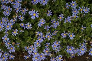 Blue daisy with eye-catching variegated foliage