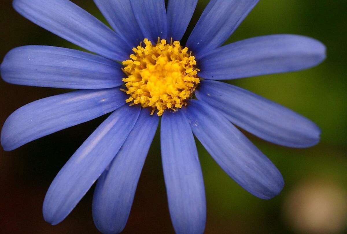 Blue Daisy With Eye Catching Variegated Foliage