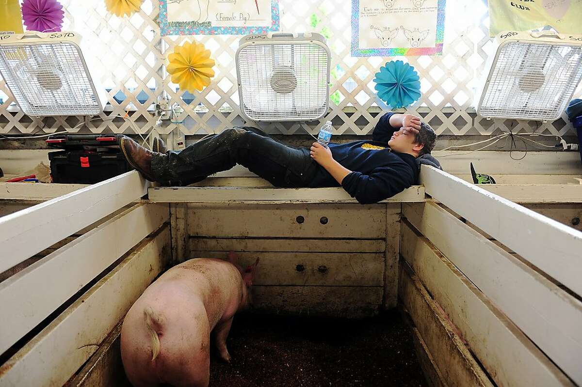 Jayden Yates, 16, Toledo, Wash., shuts his eyes for a moment on a ledge above his pig pin where Axel, one of his two pigs, mills around underneath him on Monday, Aug. 12, 2013 at the Southwest Washington Fairgrounds in Chehalis, Wash. (AP Photo/The Chronicle, Pete Caster)
