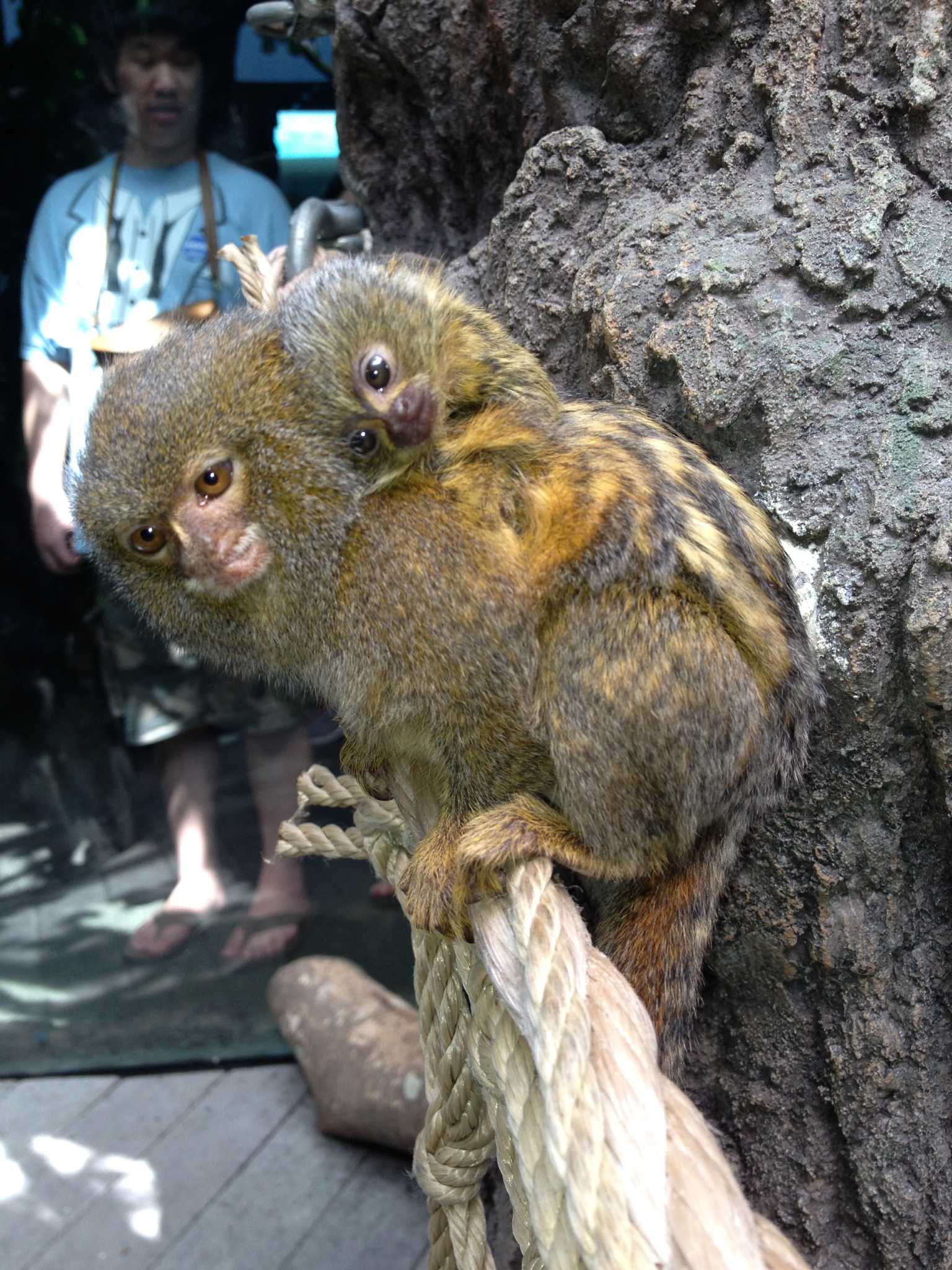 World's smallest monkey has a tiny baby at Houston Zoo