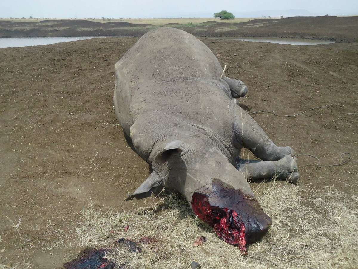 EDITORS NOTE GRAPHIC IMAGE - In this photo of Sunday Aug. 10, 2013 provided by Kenya Wildlife Services a dead rhino killed by poaches in Nairobi National park is seen. Kenyan Wildlife Service officials say armed poachers shot and killed a white rhino and cut off its horn, the first poaching death of a rhino in the urban park in six years. Nairobi resident Chris Donohue said Tuesday Aug. 13, that he and his family saw the poached rhino during a safari drive on Sunday. Donohue said the sighting was "pretty traumatic" and showed how endangered rhinos are. The killing brings to 35 the number of rhinos killed in Kenya so far this year, a sharp rise from the 29 killed in total in 2012.(AP Photo/Kenya Wildlife Services)