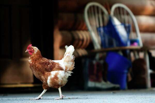 Houston Chefs Clucking Over Free Range Farm - 