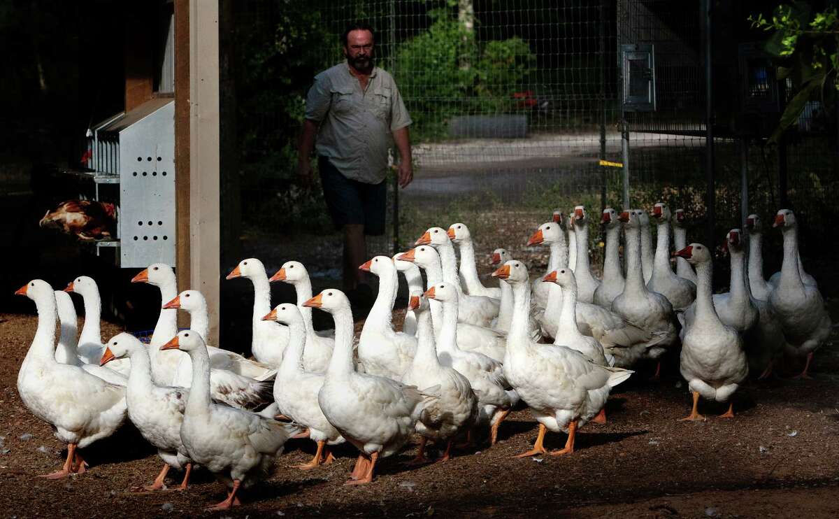 Houstonarea's pet ownership laws explained