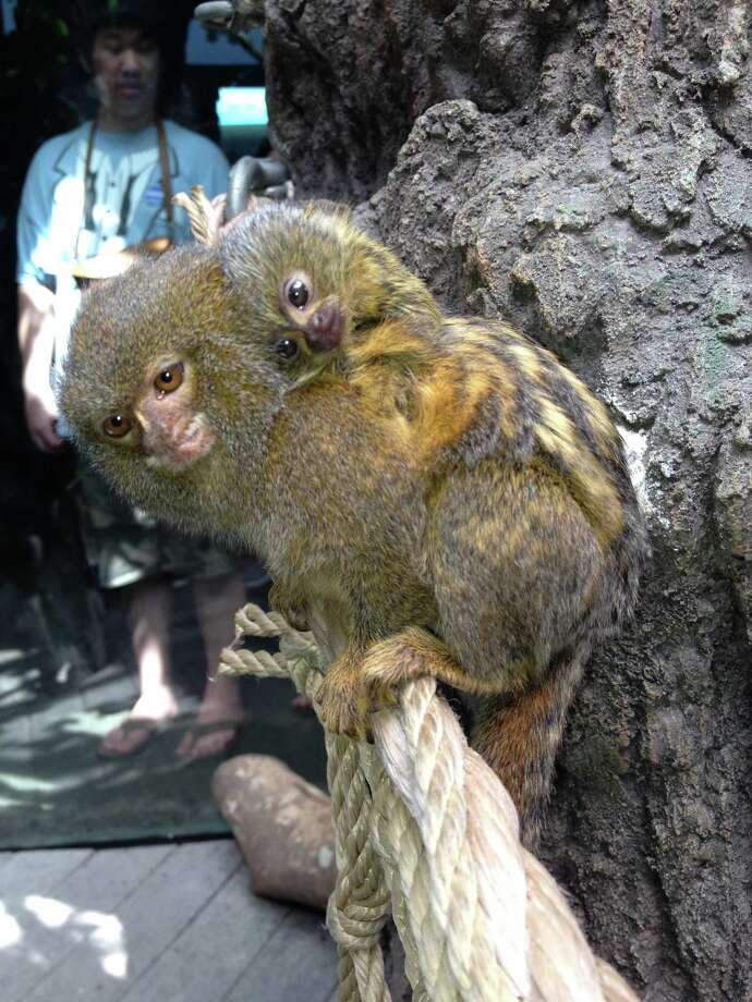 baby pygmy marmoset