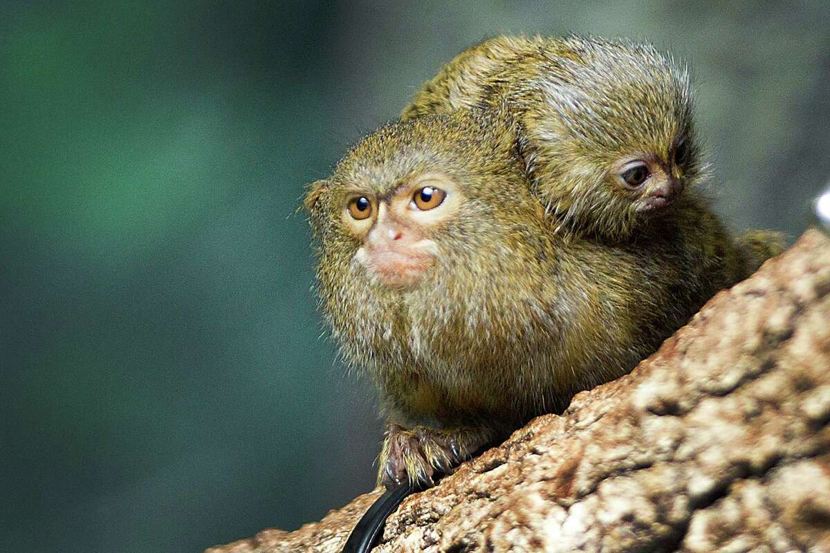 baby pygmy marmoset