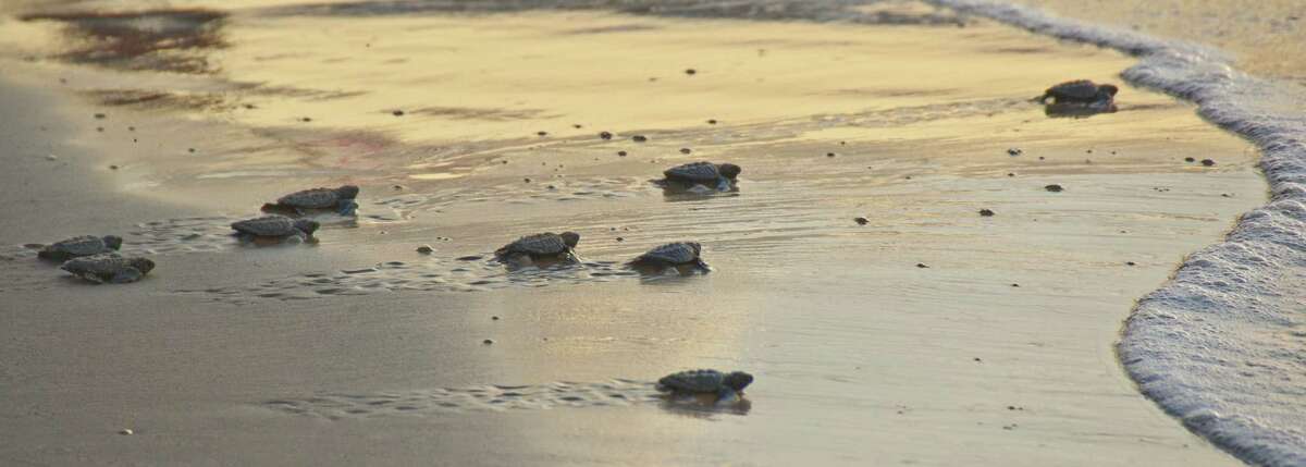Kemp's ridley sea turtle hatchlings head for the ocean. Scientists had expected nesting to increase 12 percent to 17 percent annually, a recovery plan indicates.