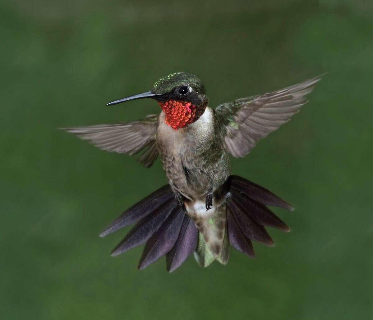 The coastal towns of Rockport and Fulton celebrate the spectacular fall migration of ruby-throated hummingbirds and others.